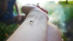 Brote de enfermedad con síntomas inusuales se extiende por Matanzas